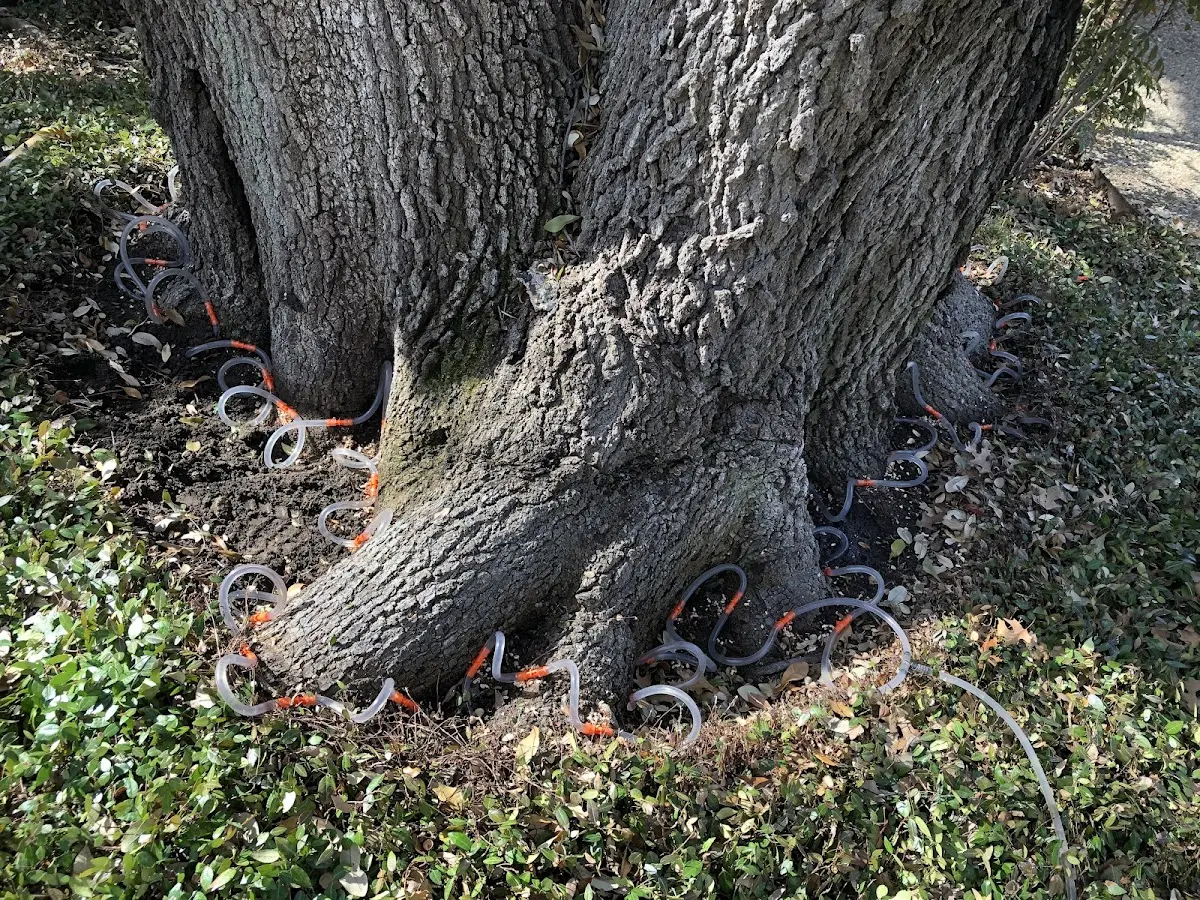 Detailed Tree Cabling and Bracing job site in Dacono