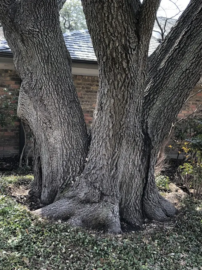 Mature heritage tree close to a Dacono property cared for by certified arborists
