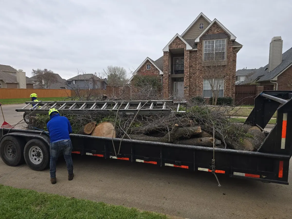 Expert Tree Removal with proper safety equipment in Dacono